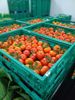 Picture of TOMATE CACHO ORIG PT CAT I KG